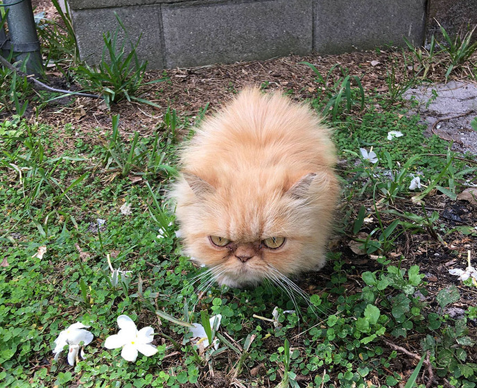 grumpy cat-adopted-ginger-garfield-5