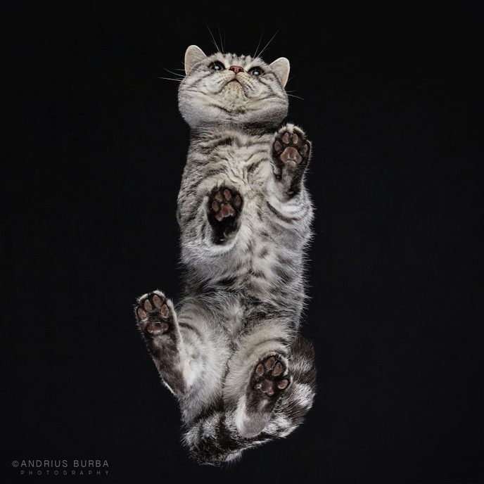 25-photos-of-cats-taken-from-underneath-5__880