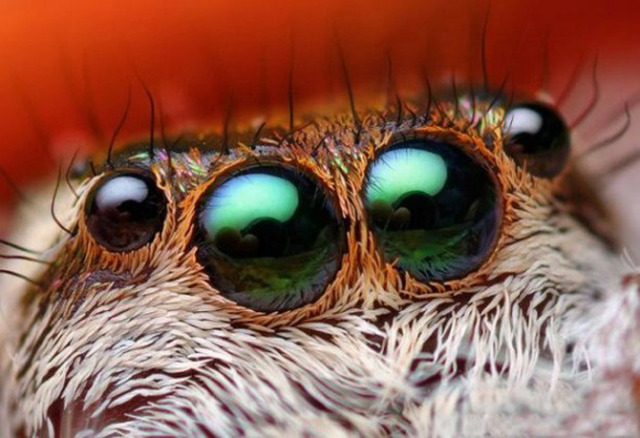 Eyes-of-Bugs-14