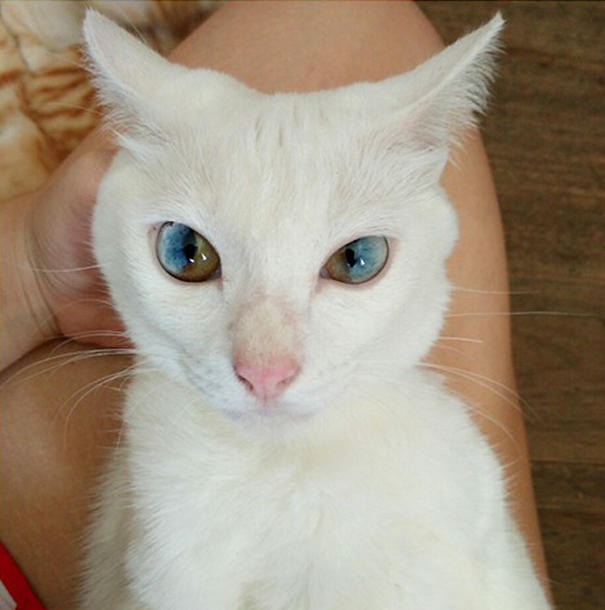 cat-eyes-different-colors-heterochromia-101