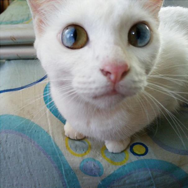 cat-eyes-different-colors-heterochromia91