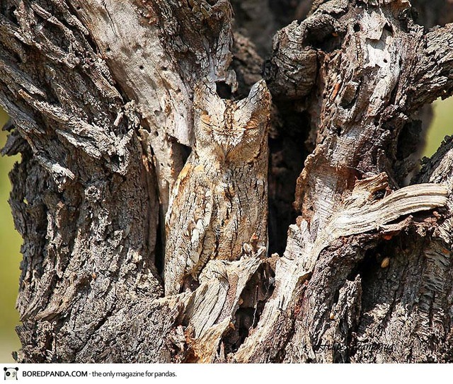 animal-camouflage-4