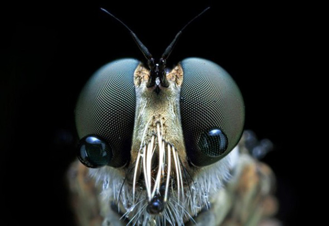 Eyes-of-Bugs-9