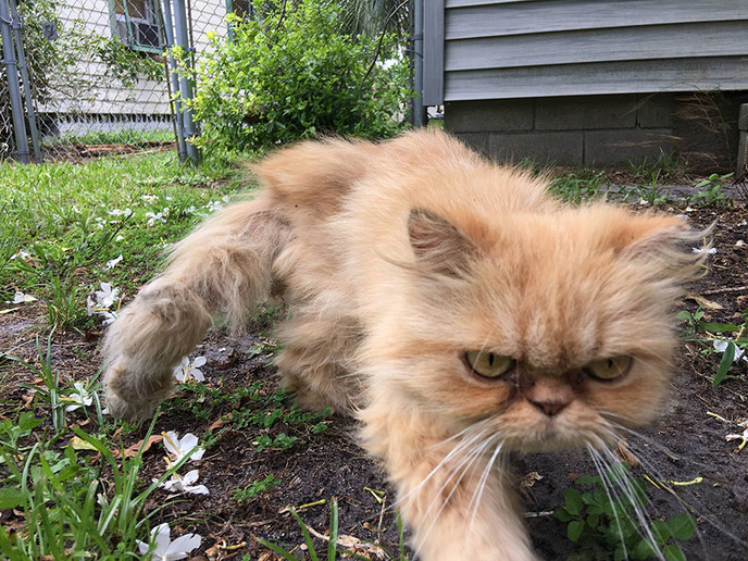 grumpy cat-adopted-ginger-garfield-1