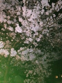 sakura135