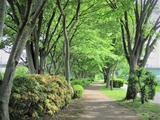 若葉の回廊・1