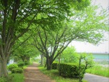 若葉の回廊・3