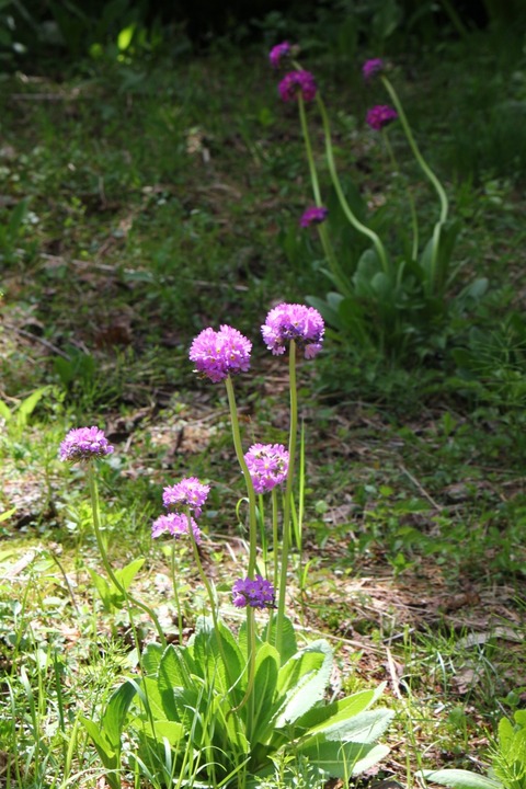 aIMG_0621 (853x1280)