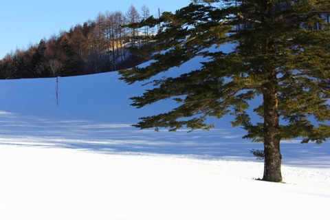 aIMG_3541