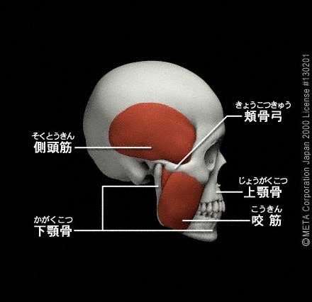 咀嚼筋