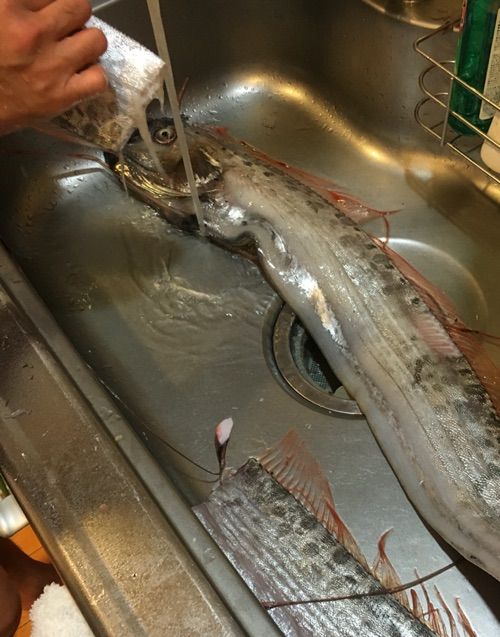 リュウグウノツカイ食べてみよ〜(*^o^*)その1 捨てて何もない