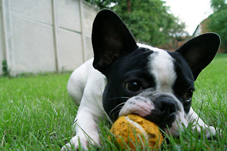 frenchbulldog