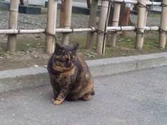 鷲宮神社駐車場・たぬ