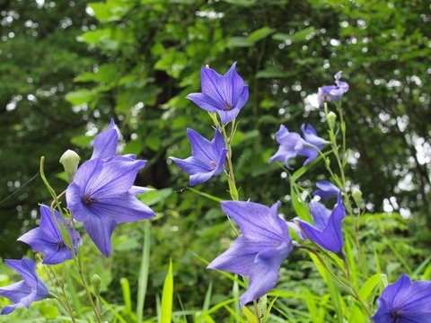 P7284994_R