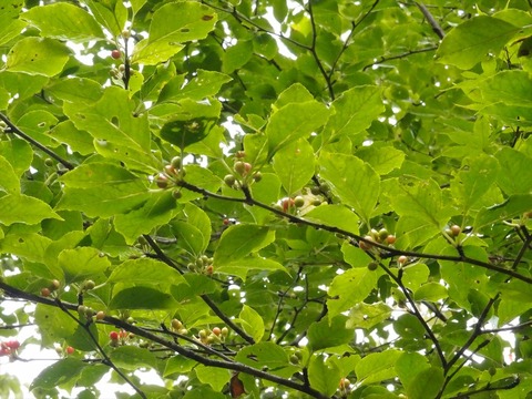 P9120286_R