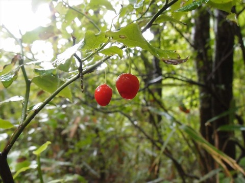 P9120277_R