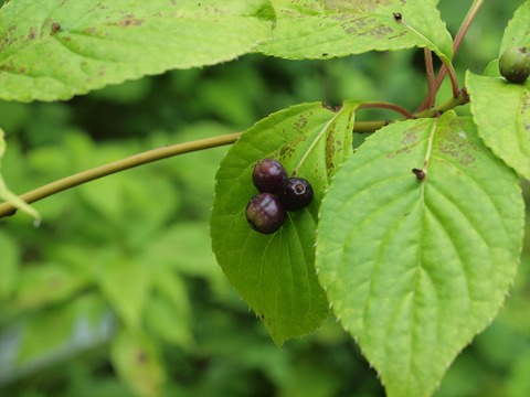 P7284999_R