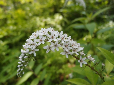 P6290453