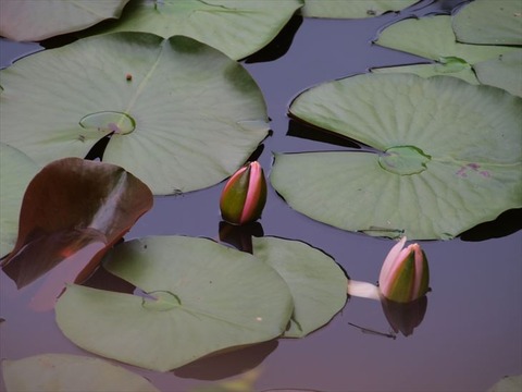 P8111649_R_R