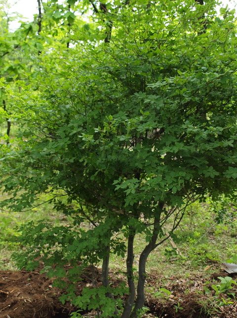 P6010549