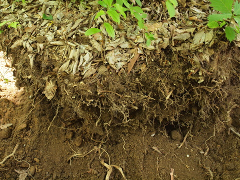 P6010552