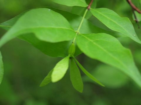 P7285007_R