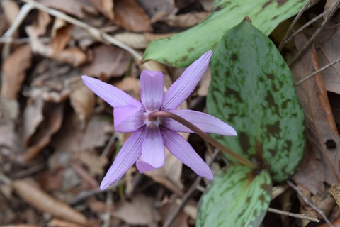 花びら8枚