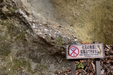 DSC_0070 (800x533)