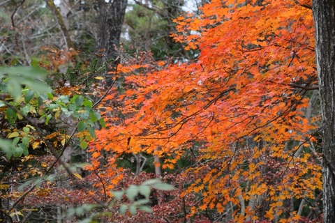 DSC_0116 (800x533)