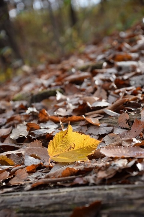 DSC_0024 (800x533)