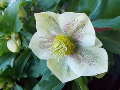 DSCN2770