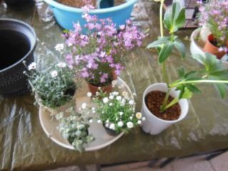 DSCN3429