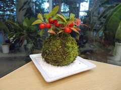 DSCN2487