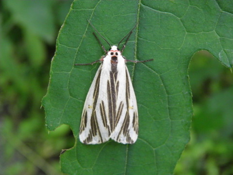 P6080589