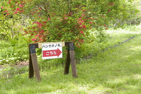 ハンカチノキ案内標示