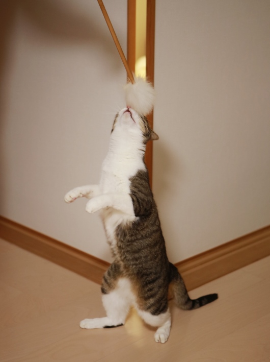出てこーい。 出てこーい。