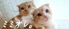 ���ޤ췻��