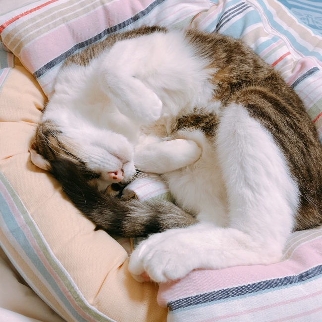 ¤Ê¤Ç¤Æ¡Á¡£ ¤Ê¤Ç¤Æ¡Á¡£