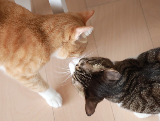 またひとりで遊んだの？