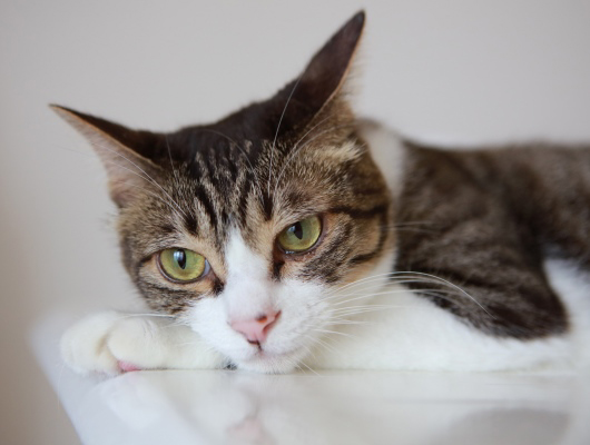 あー、くたびれた。