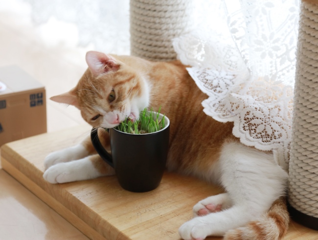 むしゃむしゃ。 むしゃむしゃ。