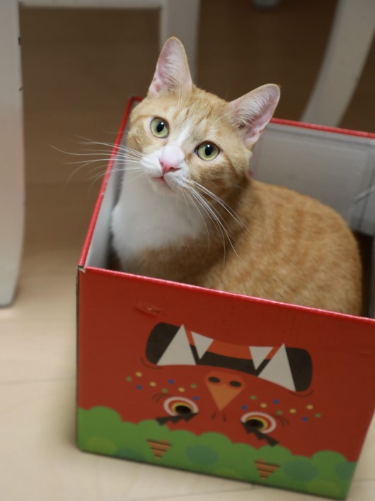 交代してくれた♪