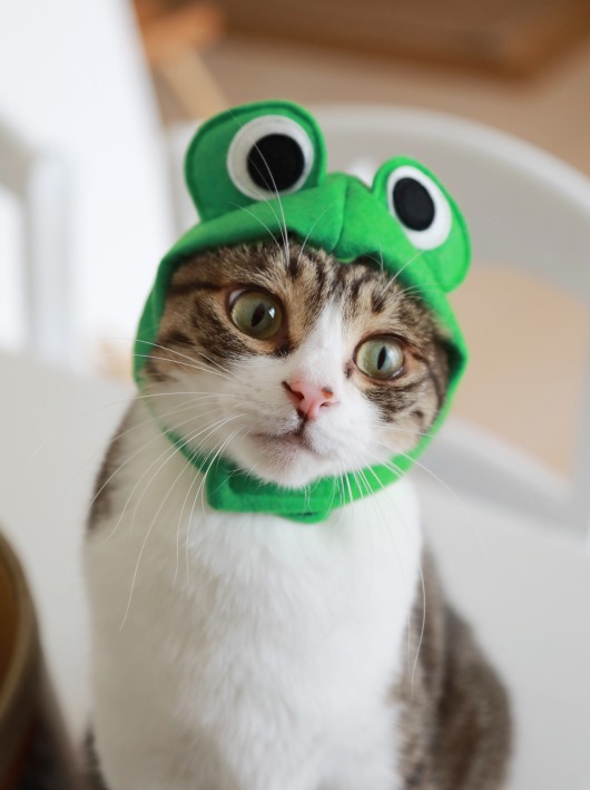 ¥±¥í¥±¥í¥¢¥ß¡£ ¥±¥í¥±¥í¥¢¥ß¡£