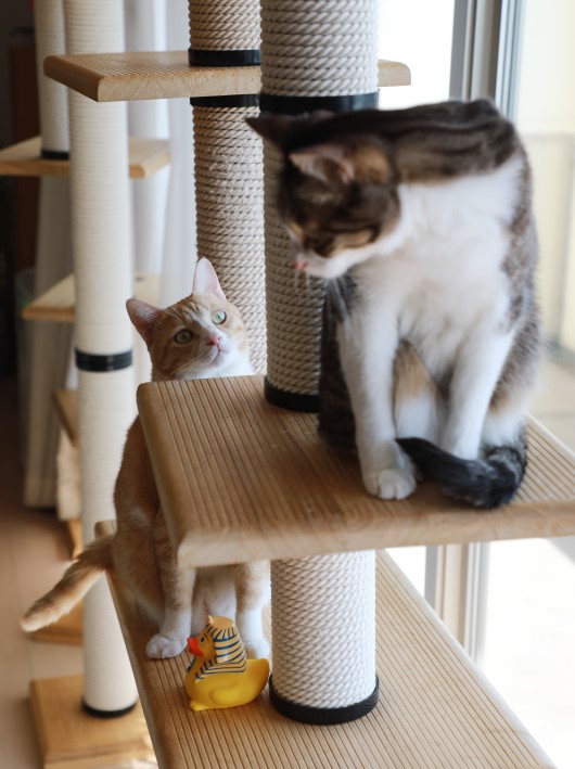 あそべるー? あそべるー?