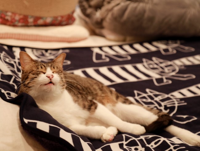 ほうっ。 ほうっ。