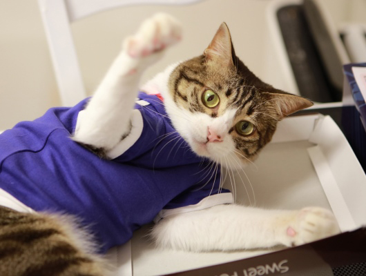 捨てちゃダメー！