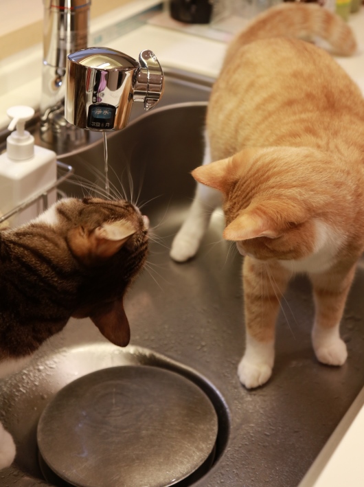 こうだよ~。 こうだよ~。