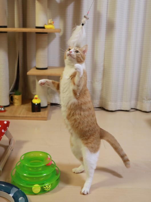 わーい♪ わーい♪