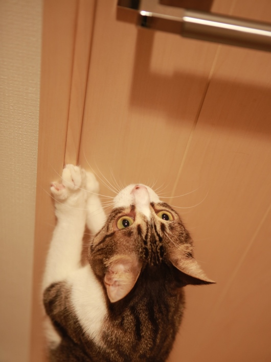 あれをなんとかすれば・・・