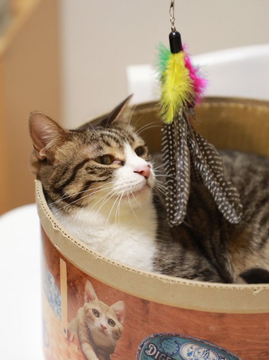 ¤³¤ì¤¸¤ã¤Ê¤¤¤Î¡£ ¤³¤ì¤¸¤ã¤Ê¤¤¤Î¡£